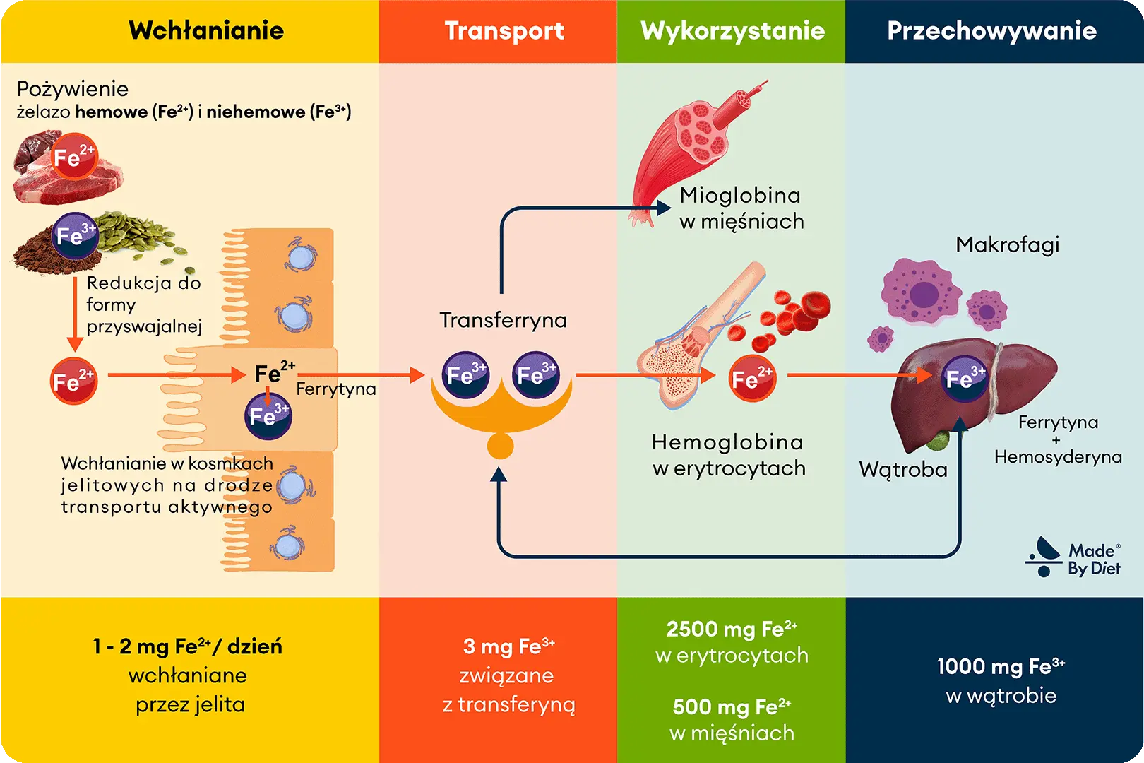 Diagram pokazujący procesy wchłaniania, transportu, wykorzystania i przechowywania żelaza w organizmie