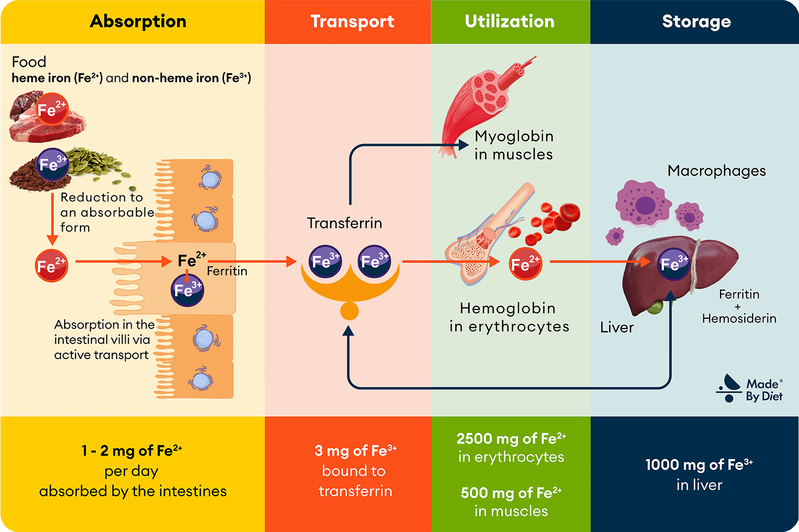 Diagram showing the processes of iron absorption, transport, utilization, and storage in the body.